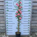 Ruža popínavá (Rosa rampicante) ´LEONARDO DA VINCI®´ - výška 80-120 cm, kont. C5L